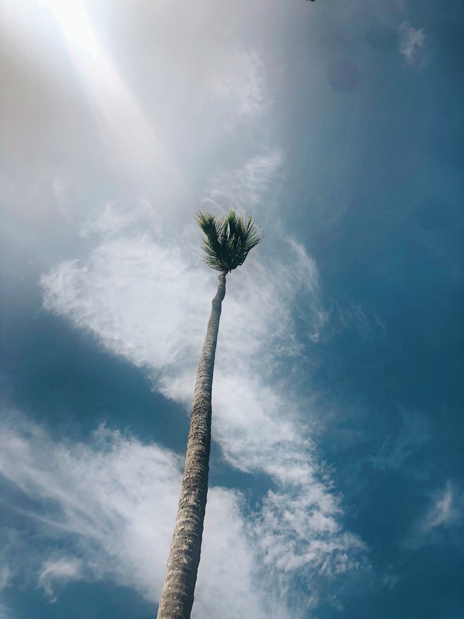 A single palm tree pointing toward a blue sky.